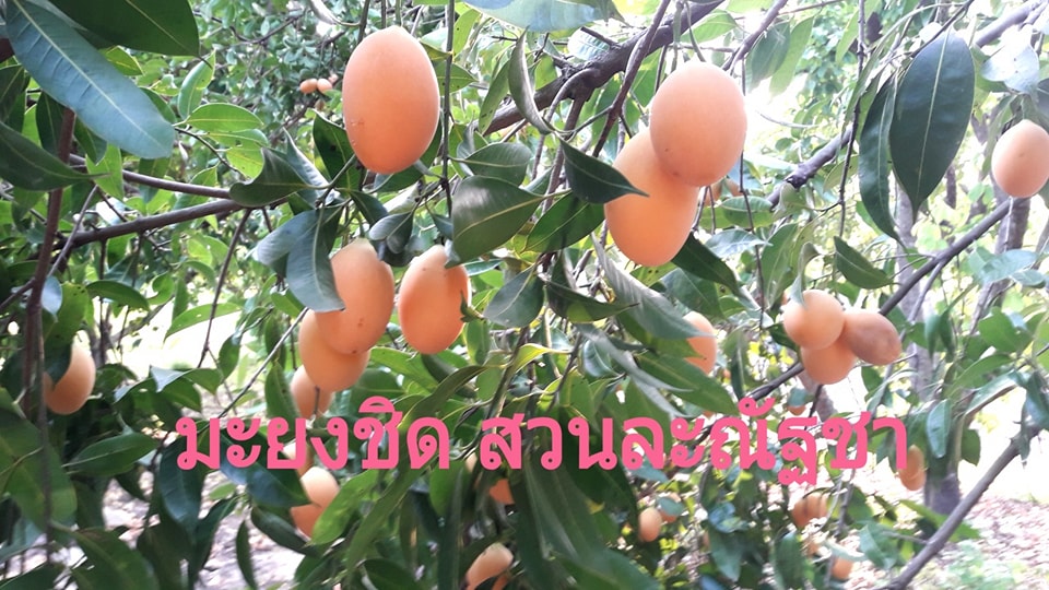 สวนมะยงชิด