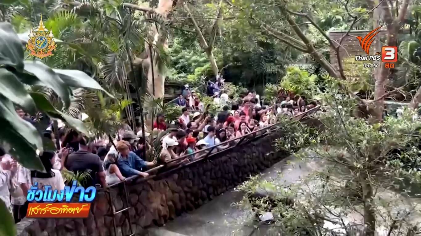 น้องหมูเด้ง 