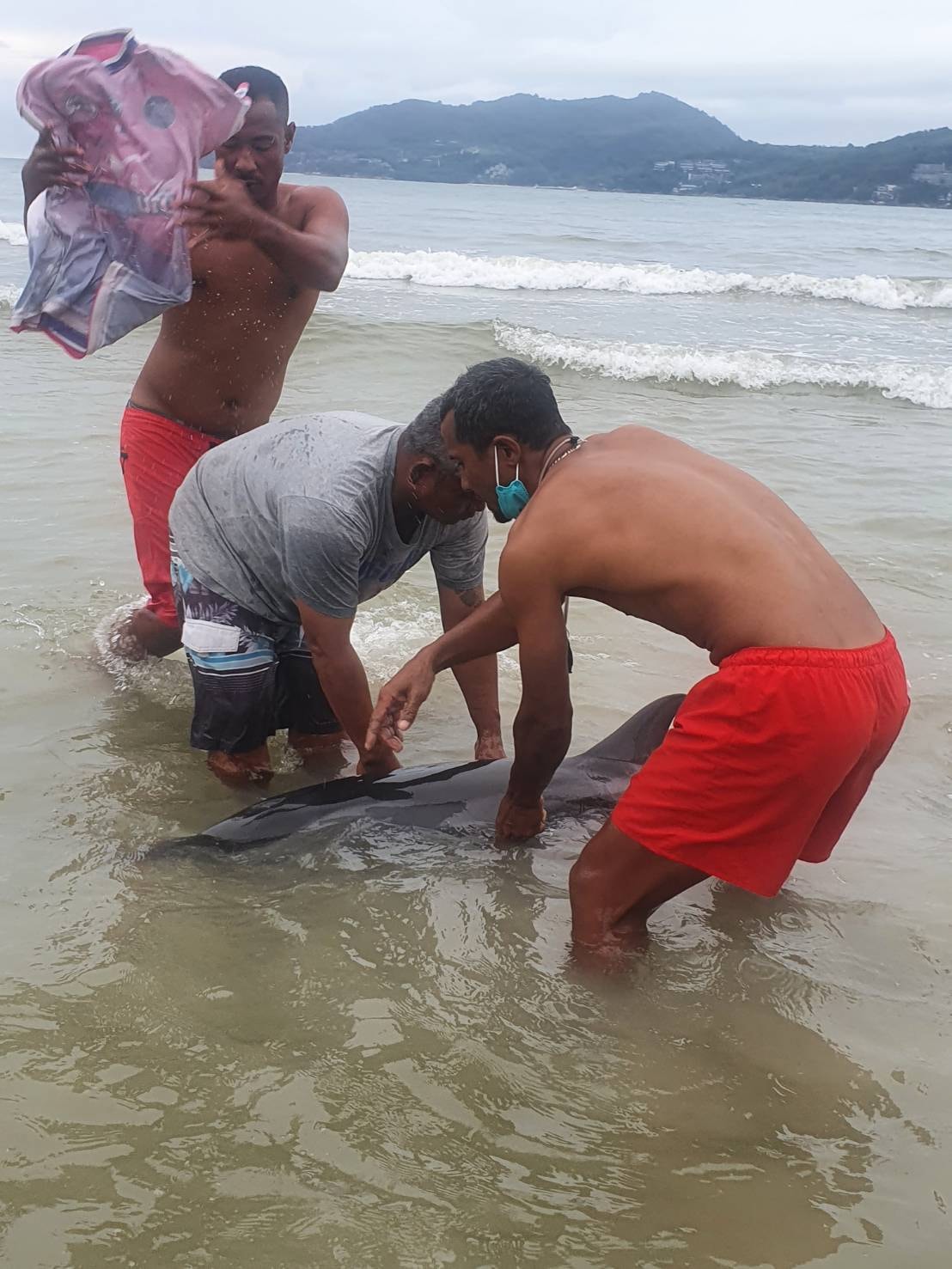 โลมาเกยตื้น