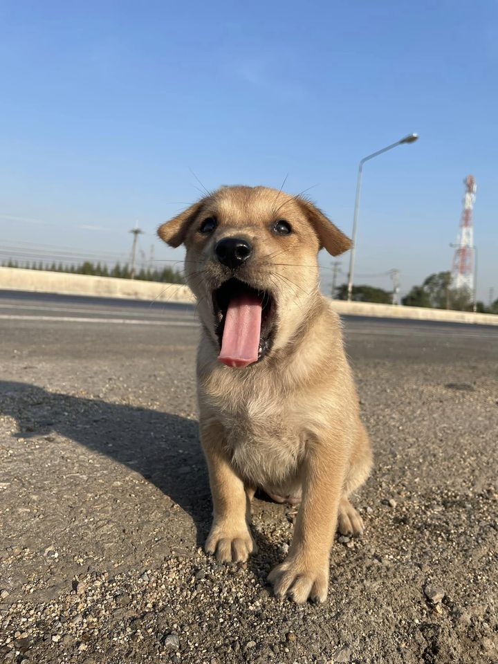 ลูกหมา