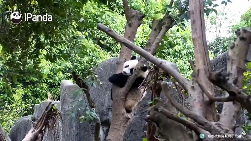 สวนสัตว์ออนไลน์