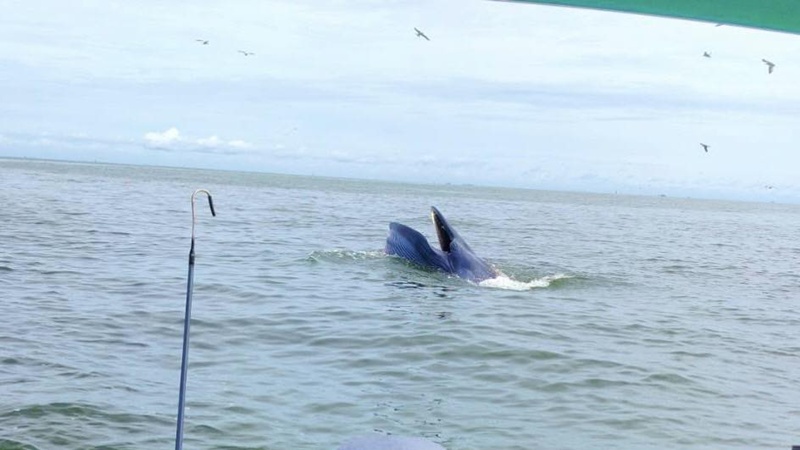 วาฬบรูด้า