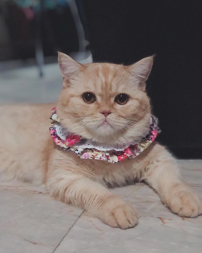 สัตว์เลี้ยงเมมเบอร์วง bnk48