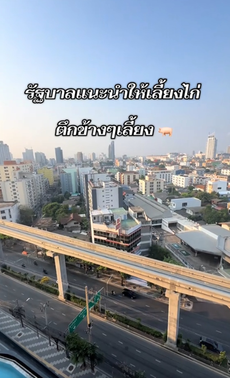 เลี้ยงหมู