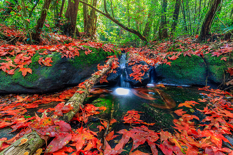 ใบเมเปิล ก่วมแดง 2568 อุทยานแห่งชาติภูหินร่องกล้า