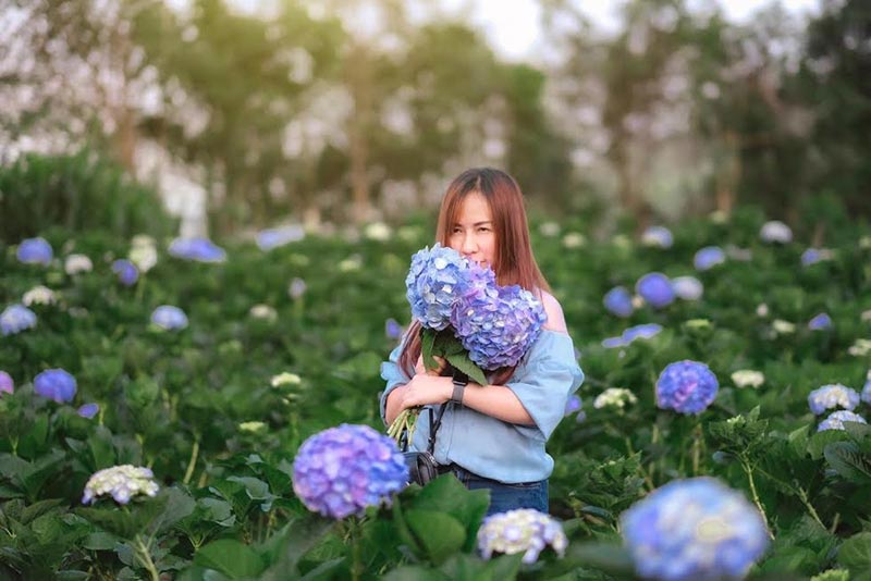 ทุ่งดอกไฮเดรนเยีย