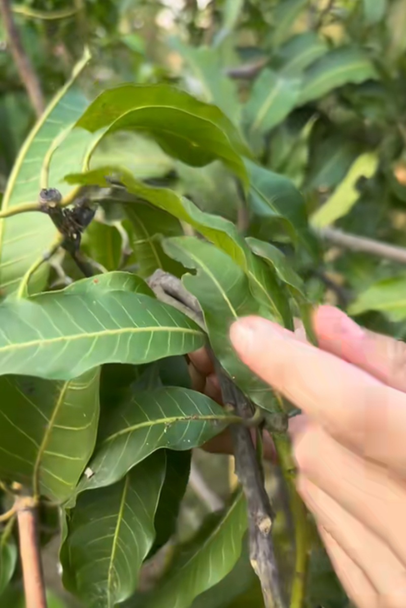 เพ็ชร ฐกฤต เปิดสวนมะม่วง