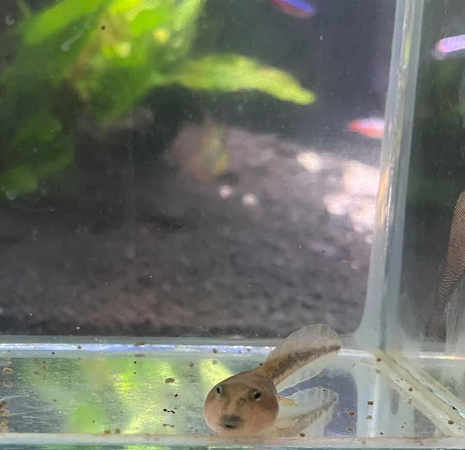 ลูกอ๊อด