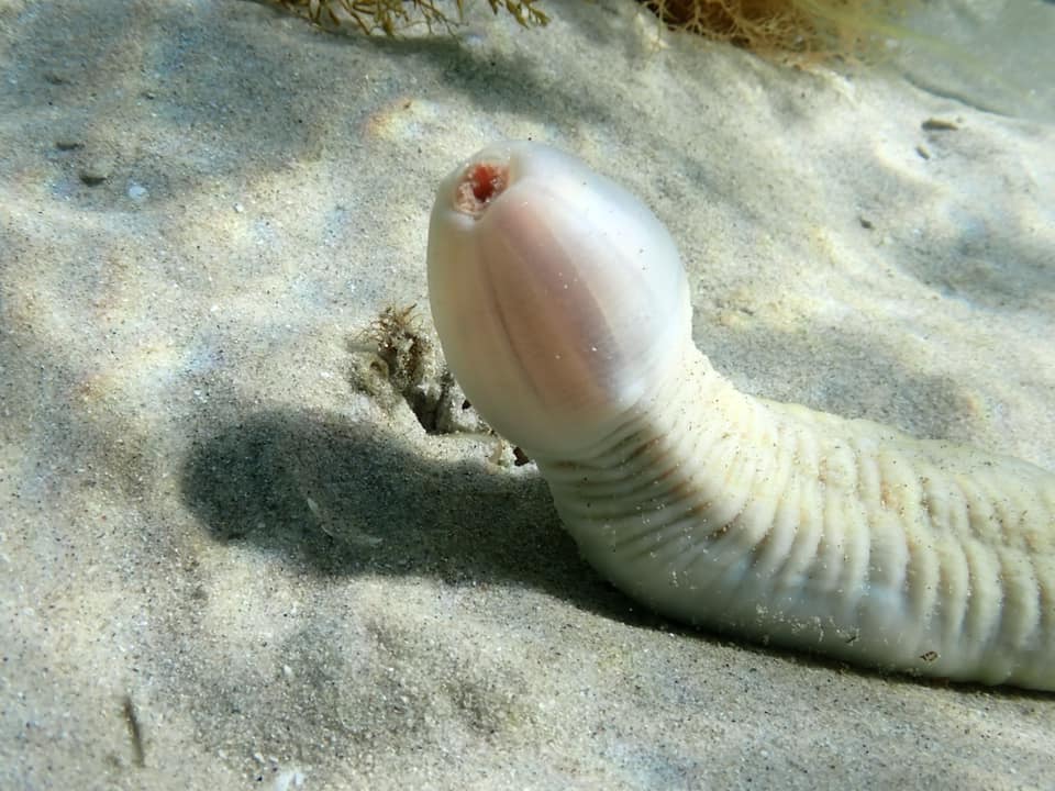 Priapulida