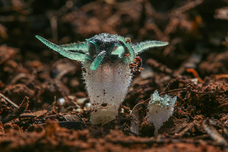 เขตรักษาพันธุ์สัตว์ป่าอุ้มผาง