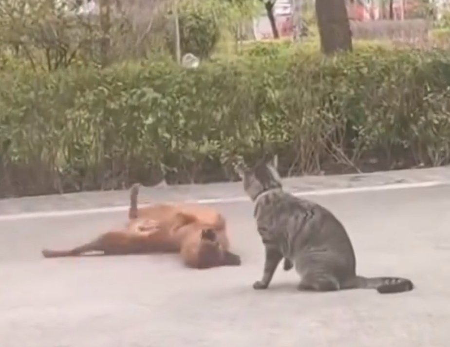 นอนกลิ้ง