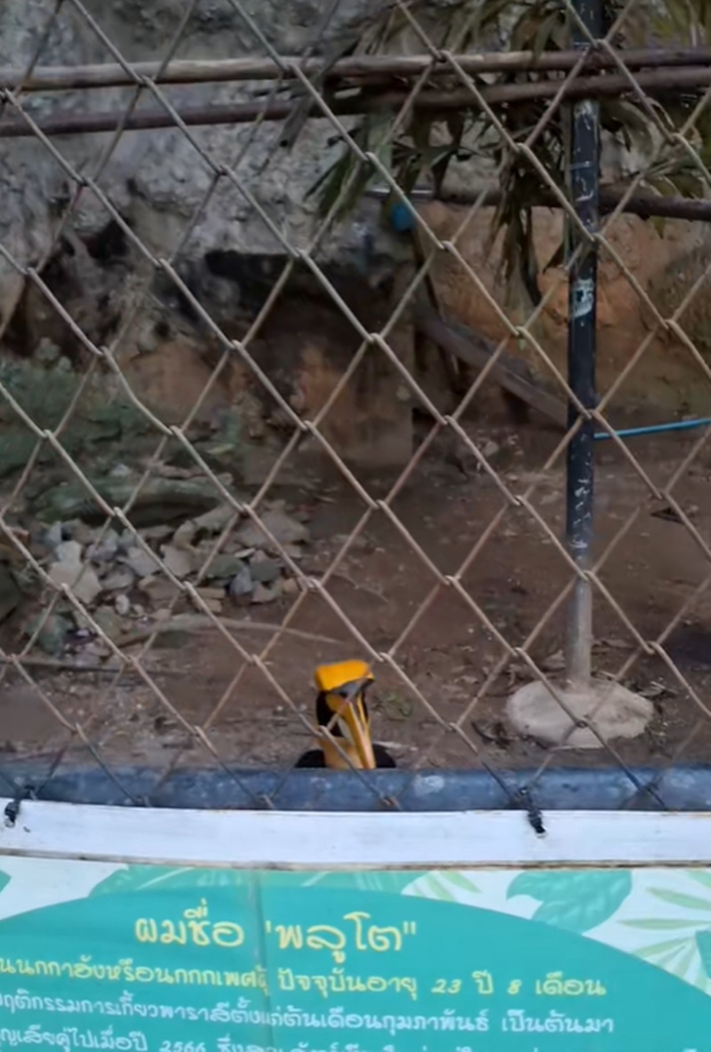 นกเงือก