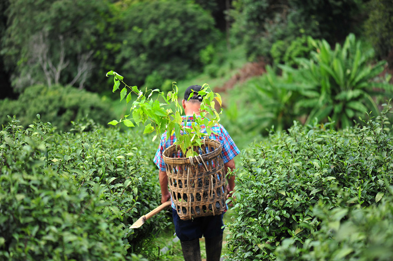 ไร่ชาลุงเดช