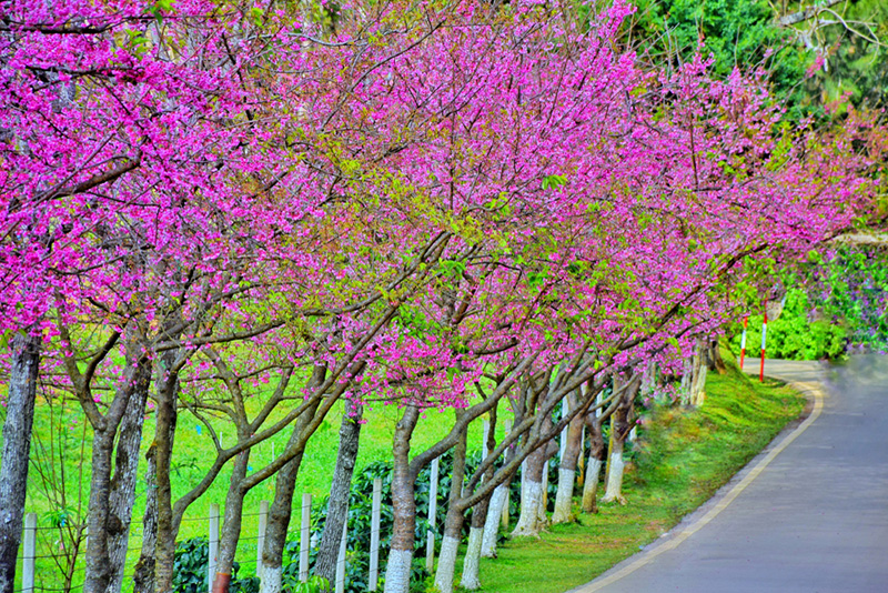 ดอกนางพญาเสือโคร่ง