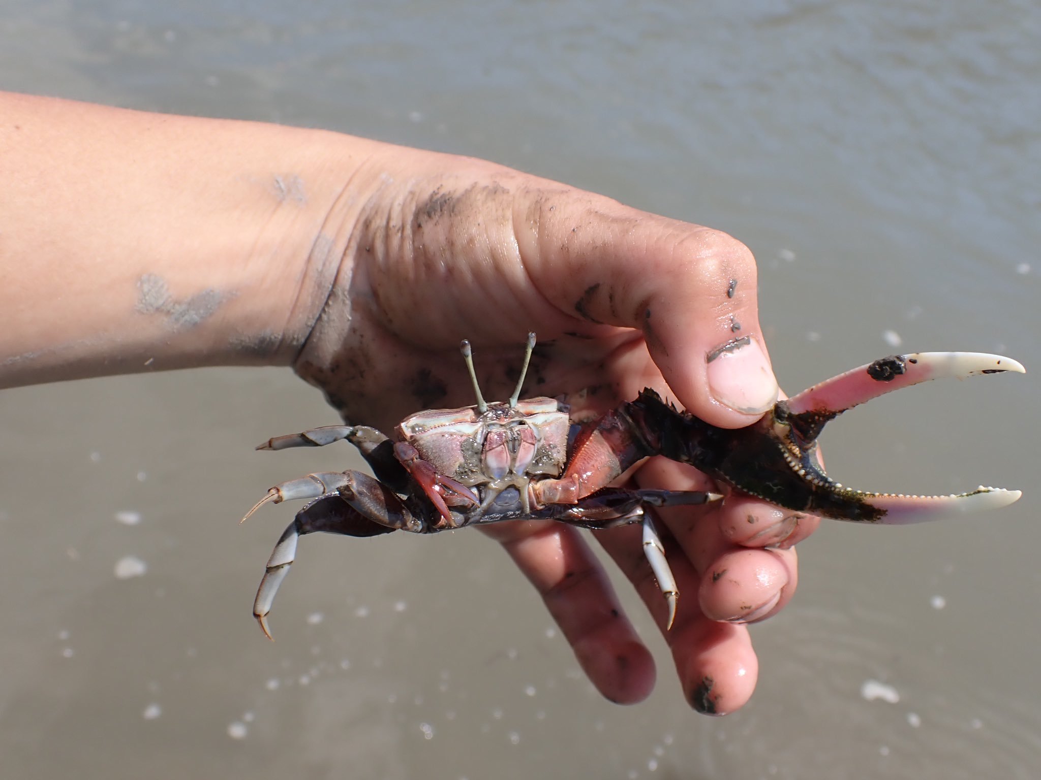 ปูก้ามดาบ