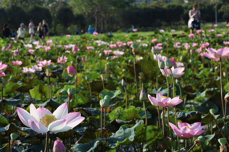 บึงบัว สวนรถไฟ