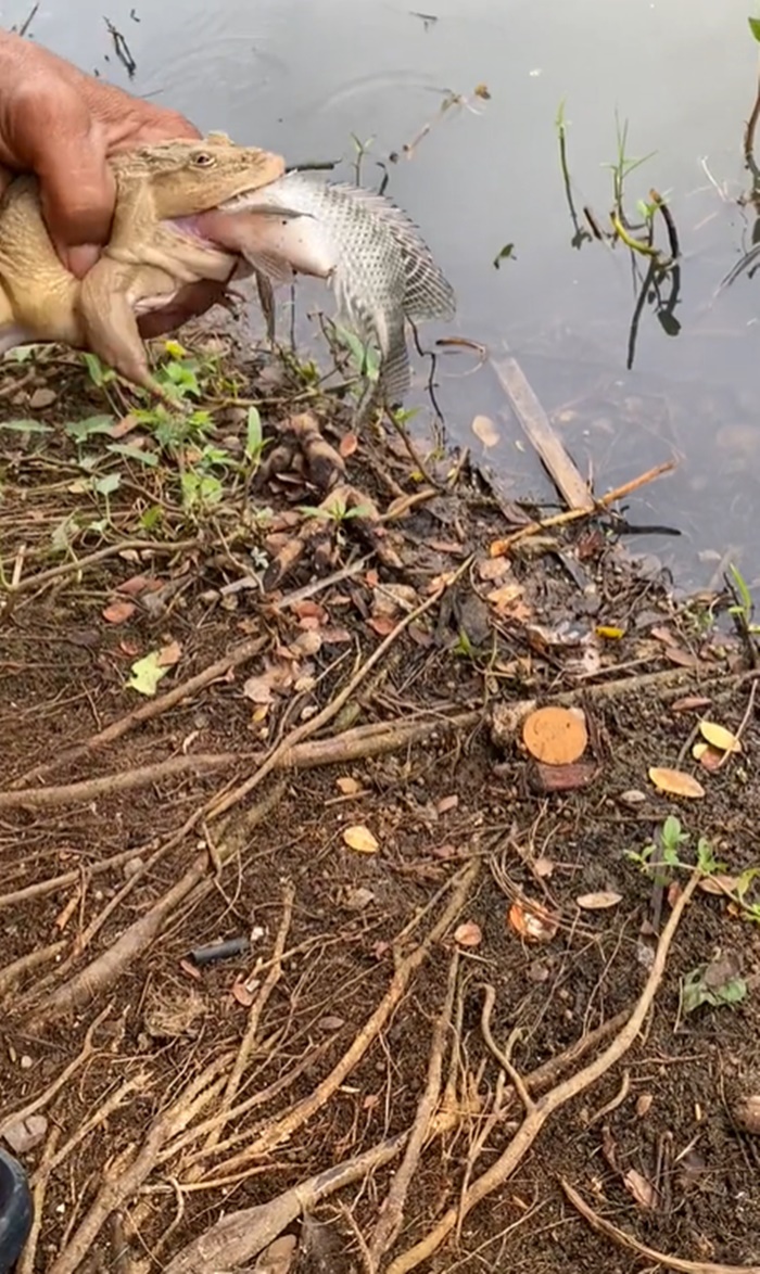 กบกินปลา