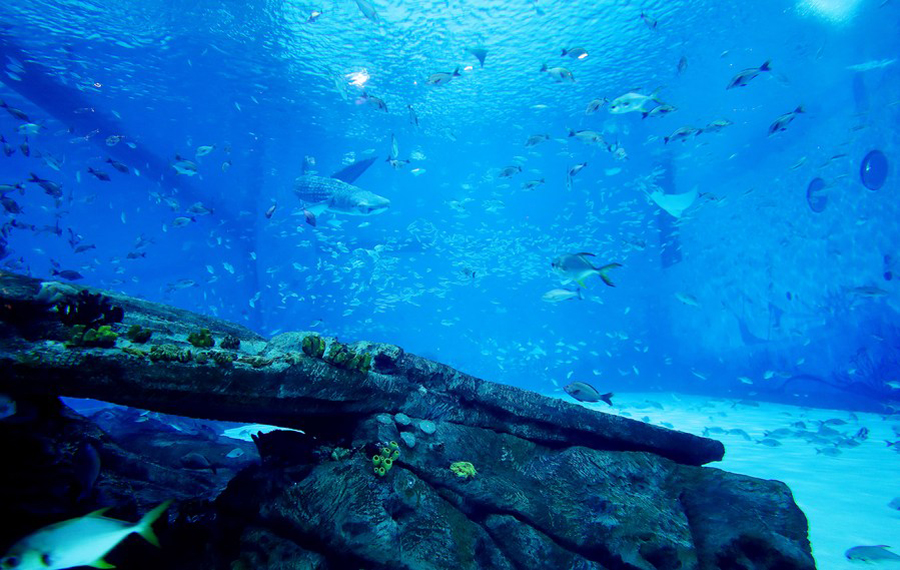 ฉลามวาฬชีวจักรกล