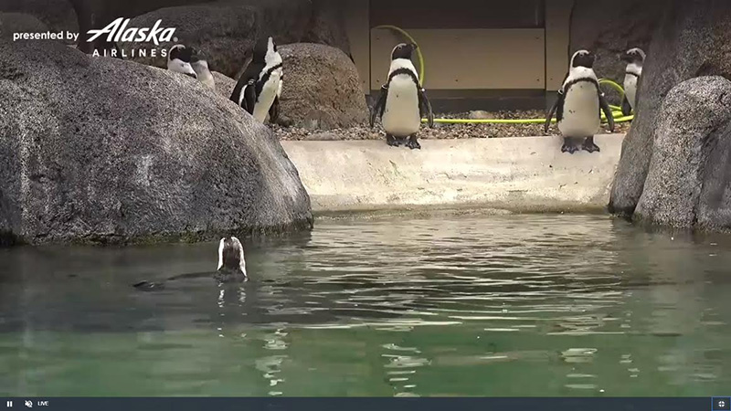 สวนสัตว์ออนไลน์