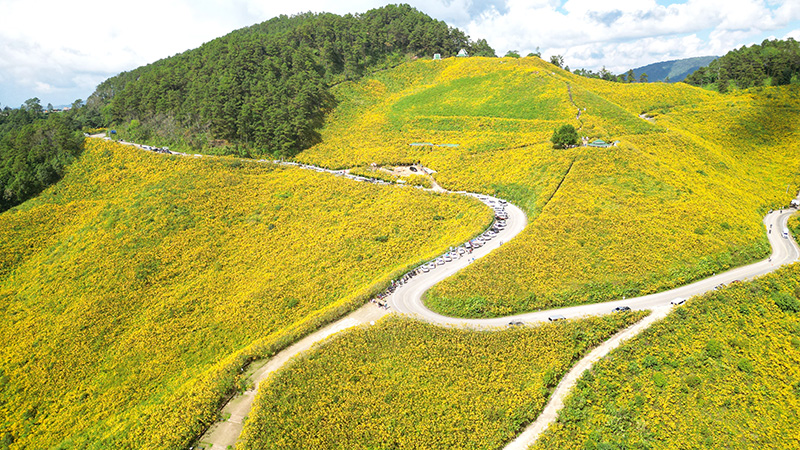 ทุ่งดอกบัวตอง ดอยแม่อูคอ