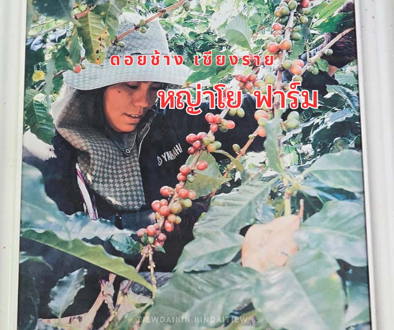 YAYO FARM ร้านกาแฟดอยช้าง จ.เชียงราย