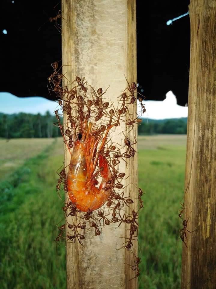 มดลากกุ้ง