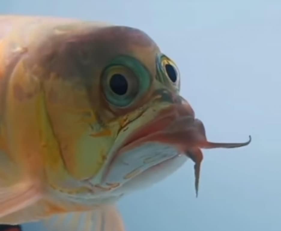 ปลาอโรวาน่า