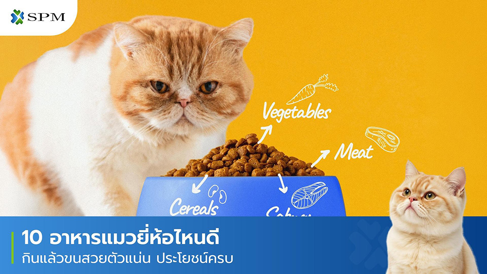 อาหารแมวยี่ห้อไหนดี