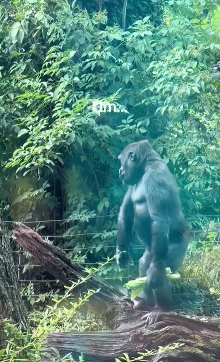 เมียร์แคท