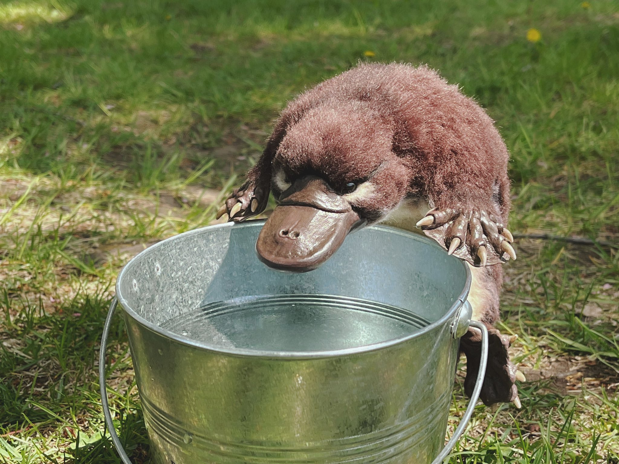 ตุ่นปากเป็ด