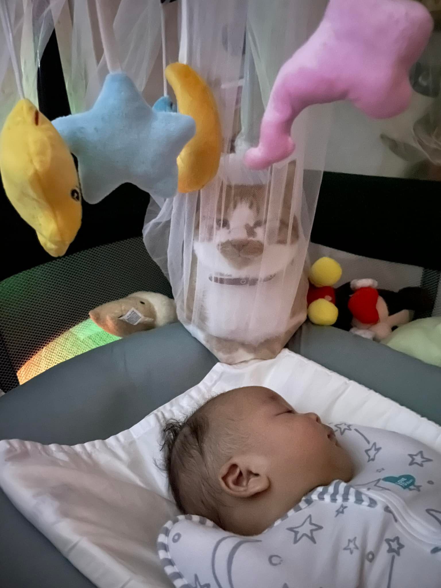 เลี้ยงลูกกับแมว