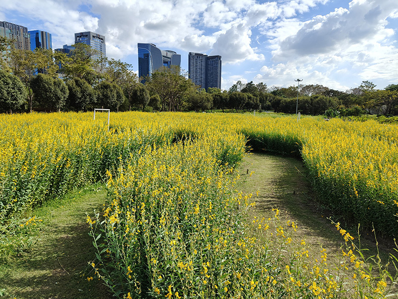 ทุ่งปอเทือง สวนรถไฟ 2569