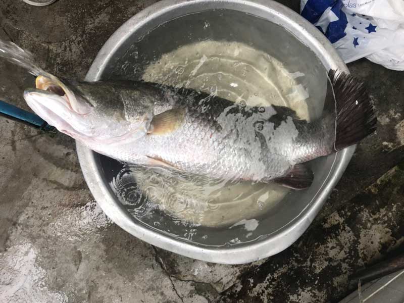 ปลากระพงผัดขึ้นฉ่าย