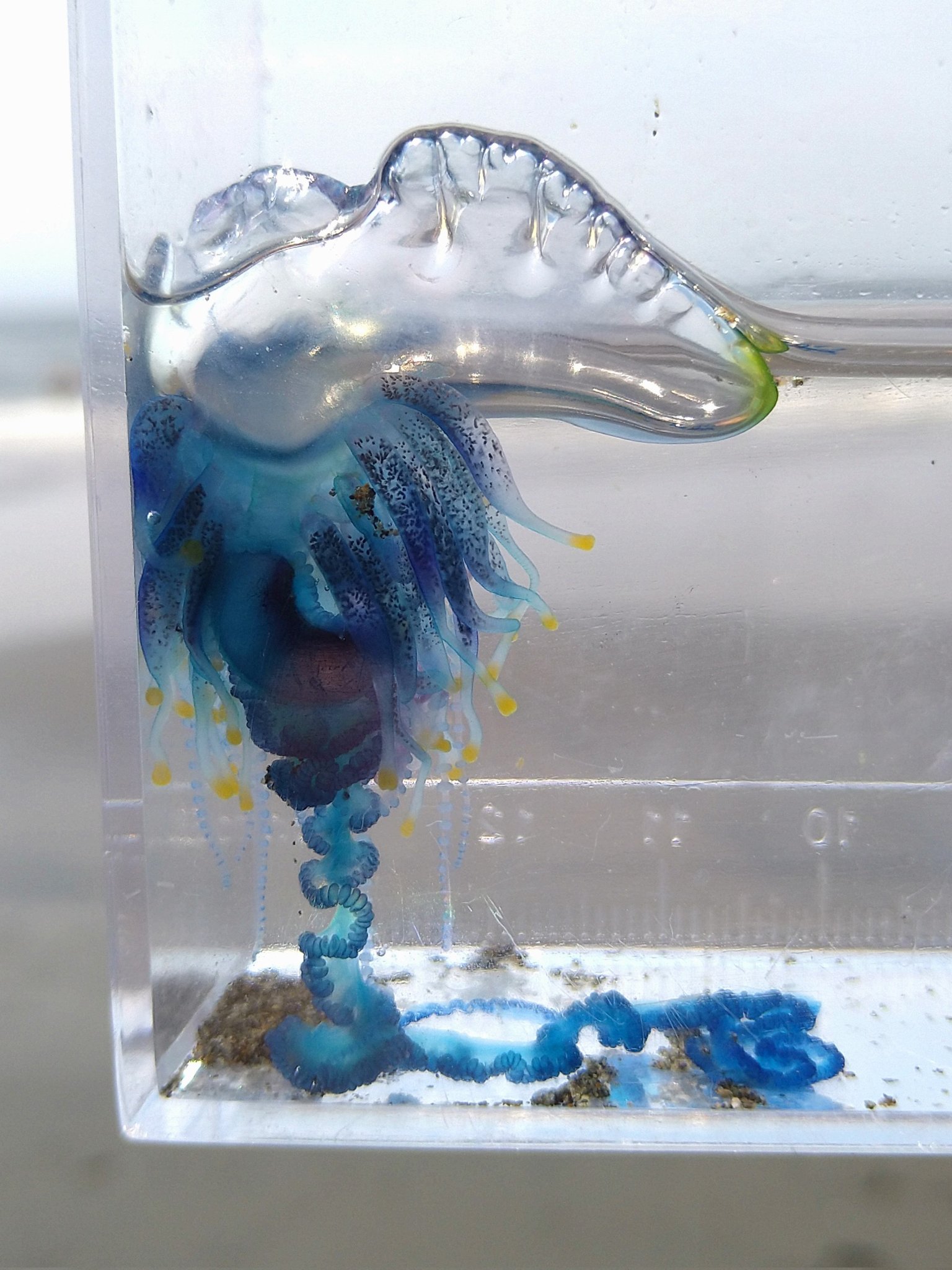 แมงกะพรุนไฟหมวกโปรตุเกส