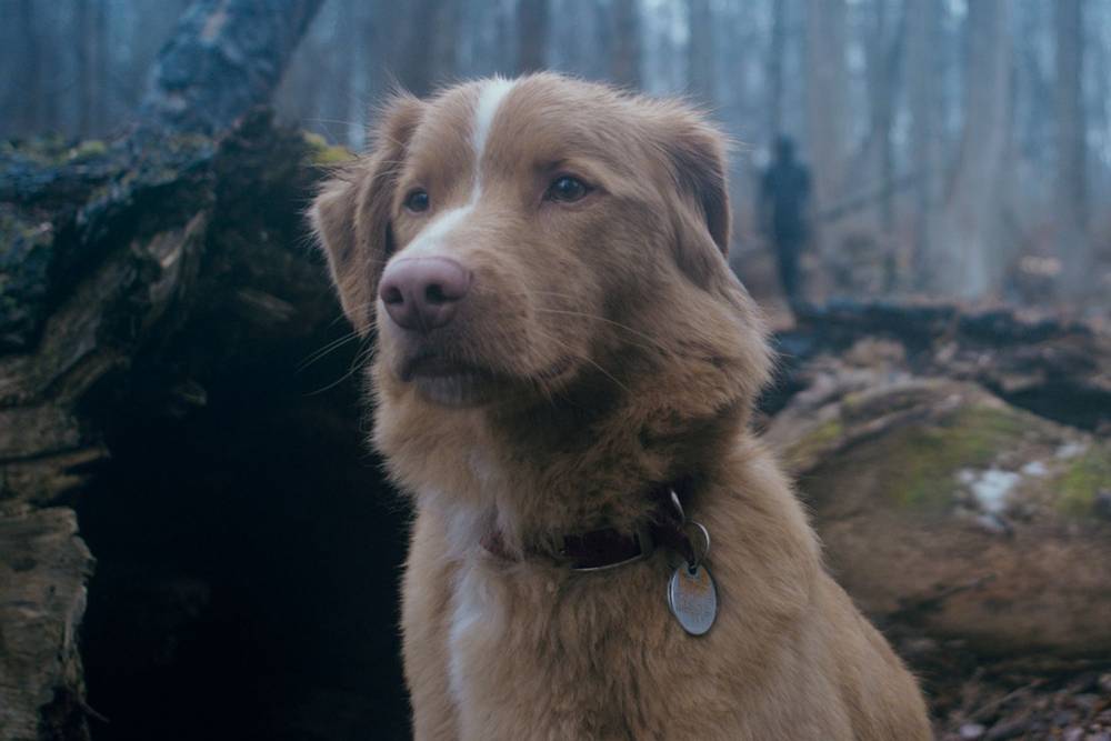 อินดี้ หมาเห็นผี ในหนัง Good Boy 2025