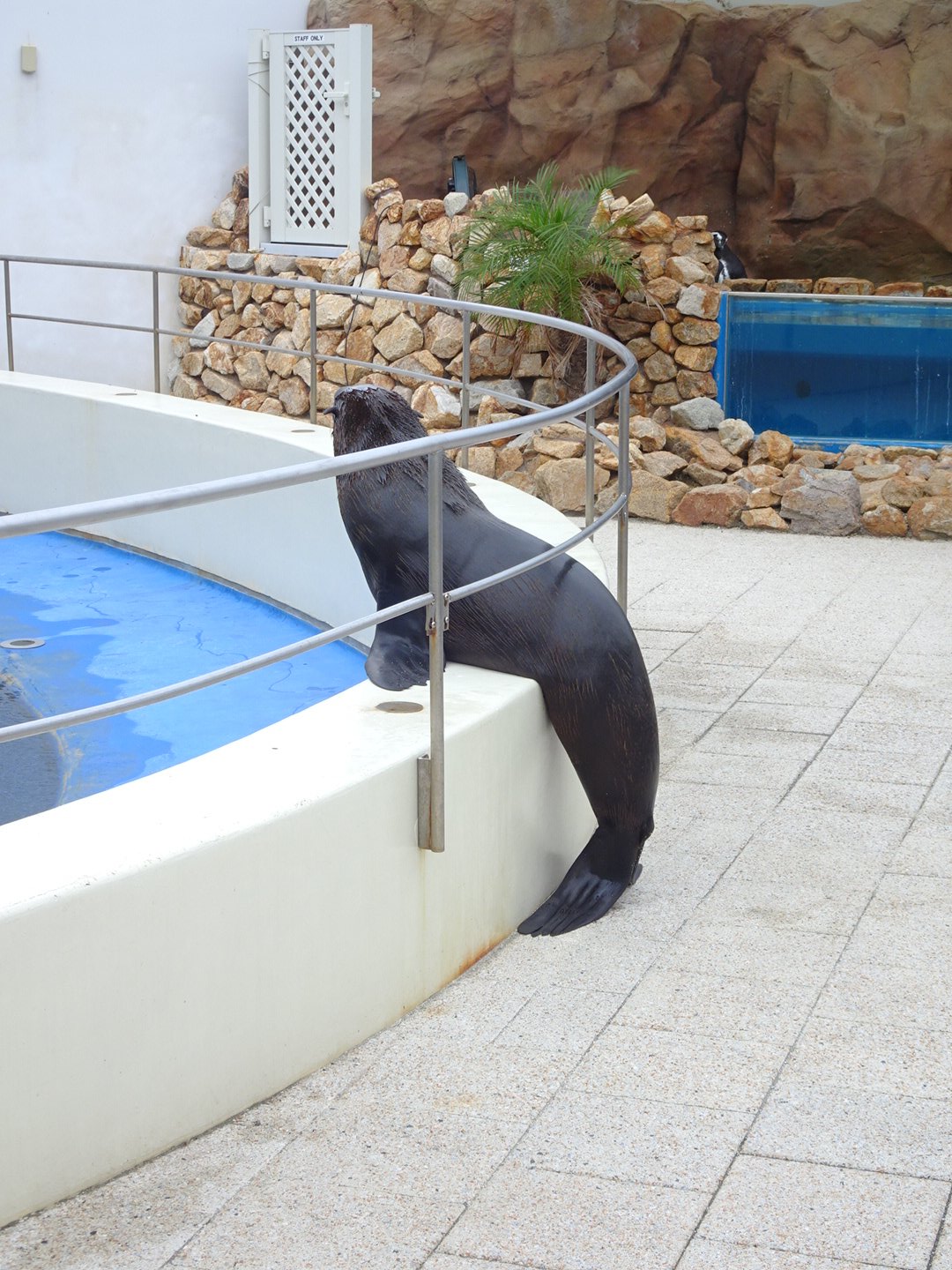 สิงโตทะเล