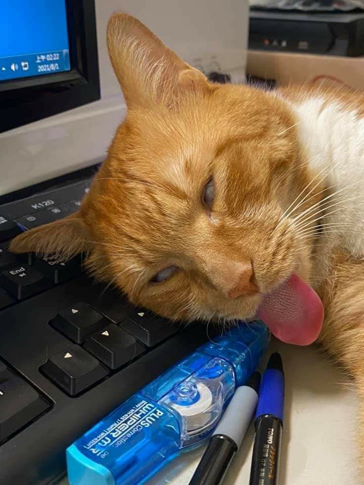 แมวหลับ