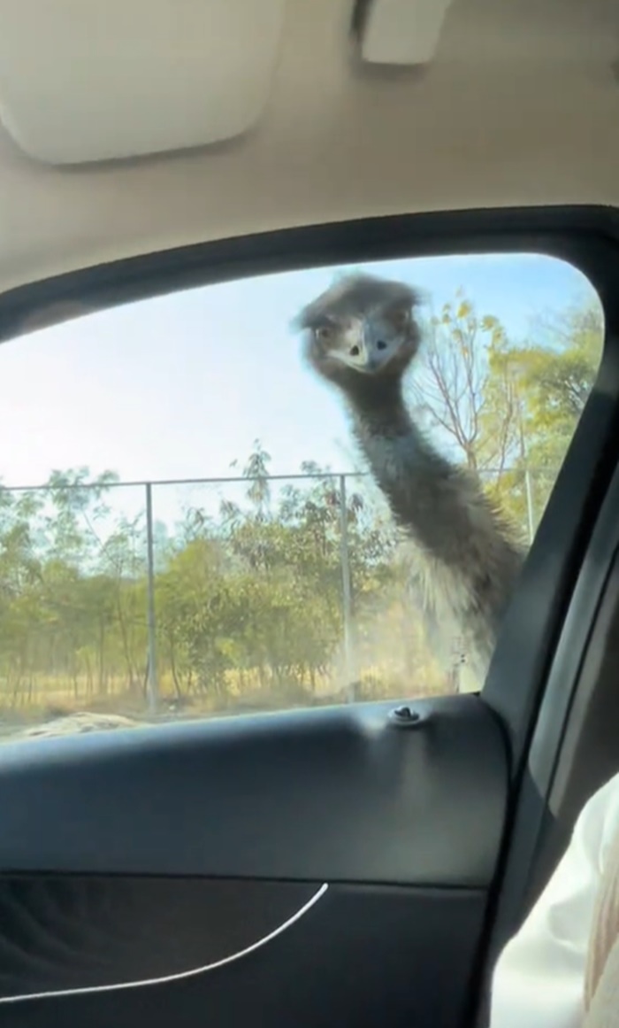 ขับรถดูสัตว์