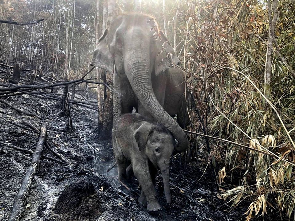 ไฟไหม้ป่าเชียงใหม่