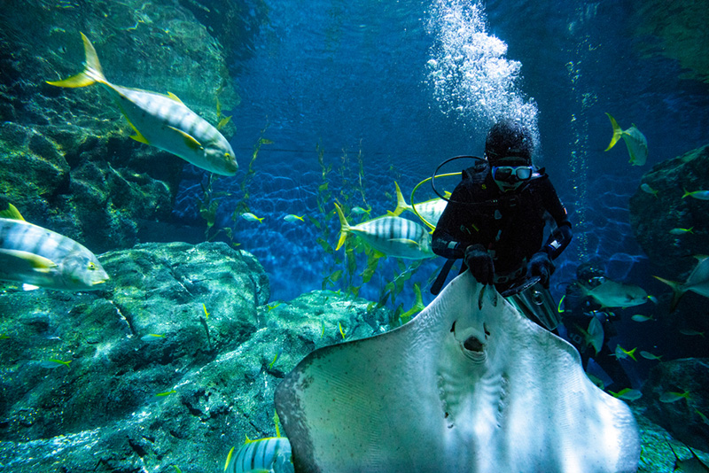 Sea Life Bangkok Ocean World
