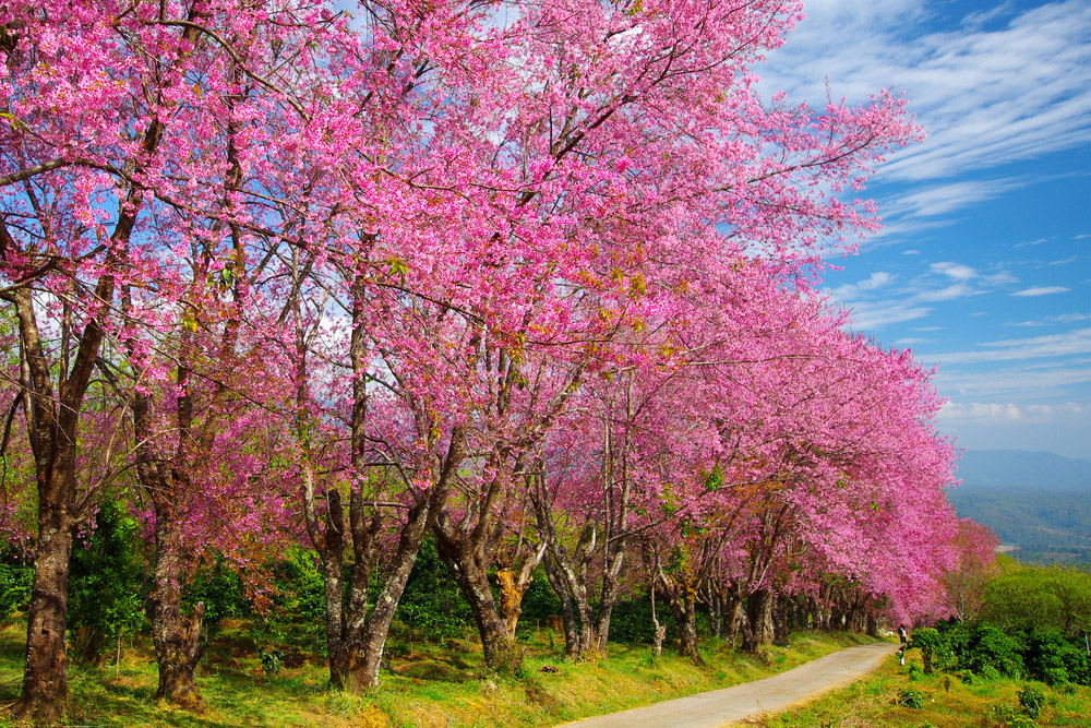 ที่เที่ยวเดือนมกราคม