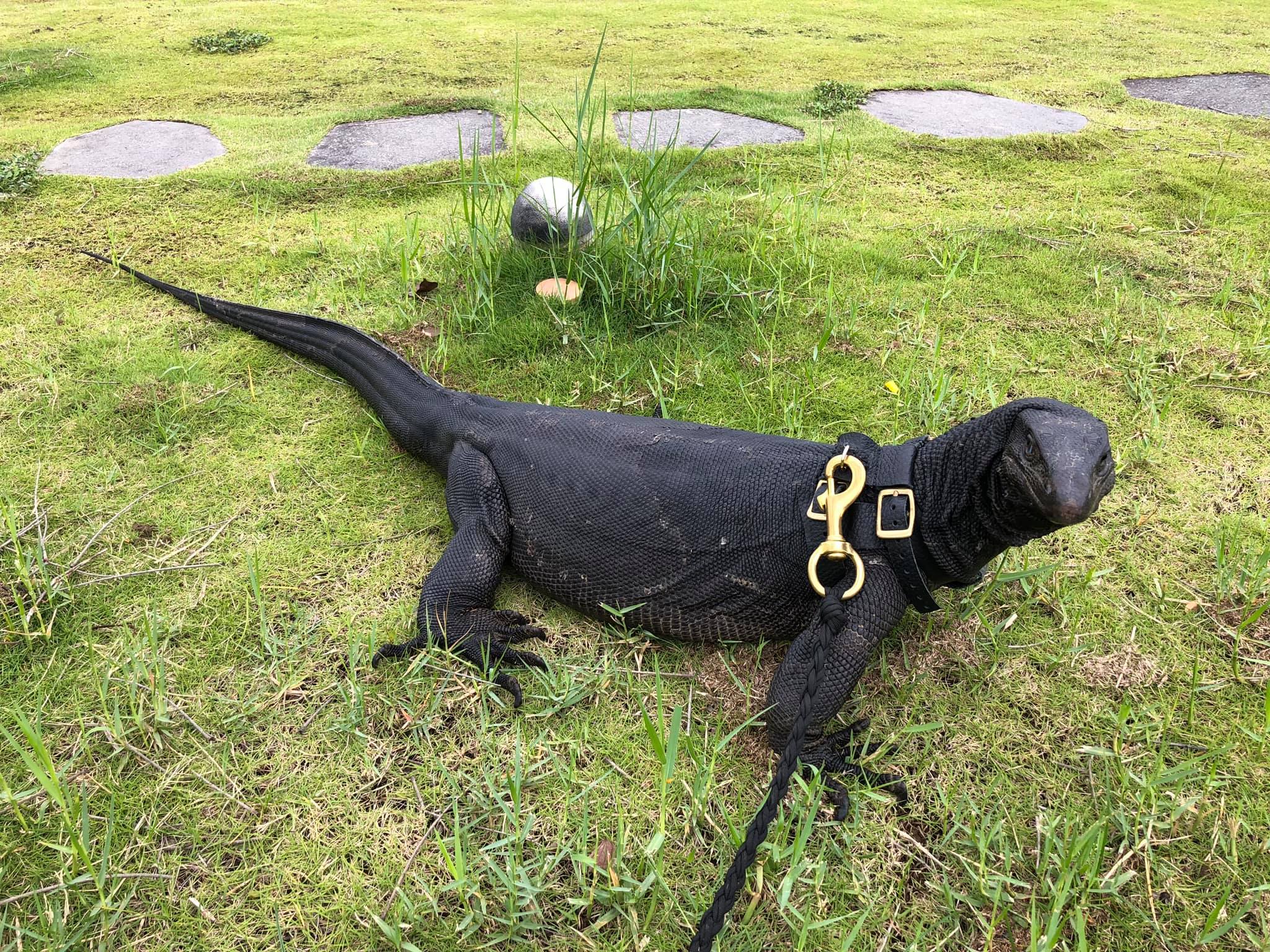 คาเฟ่ตัวเงินตัวทอง