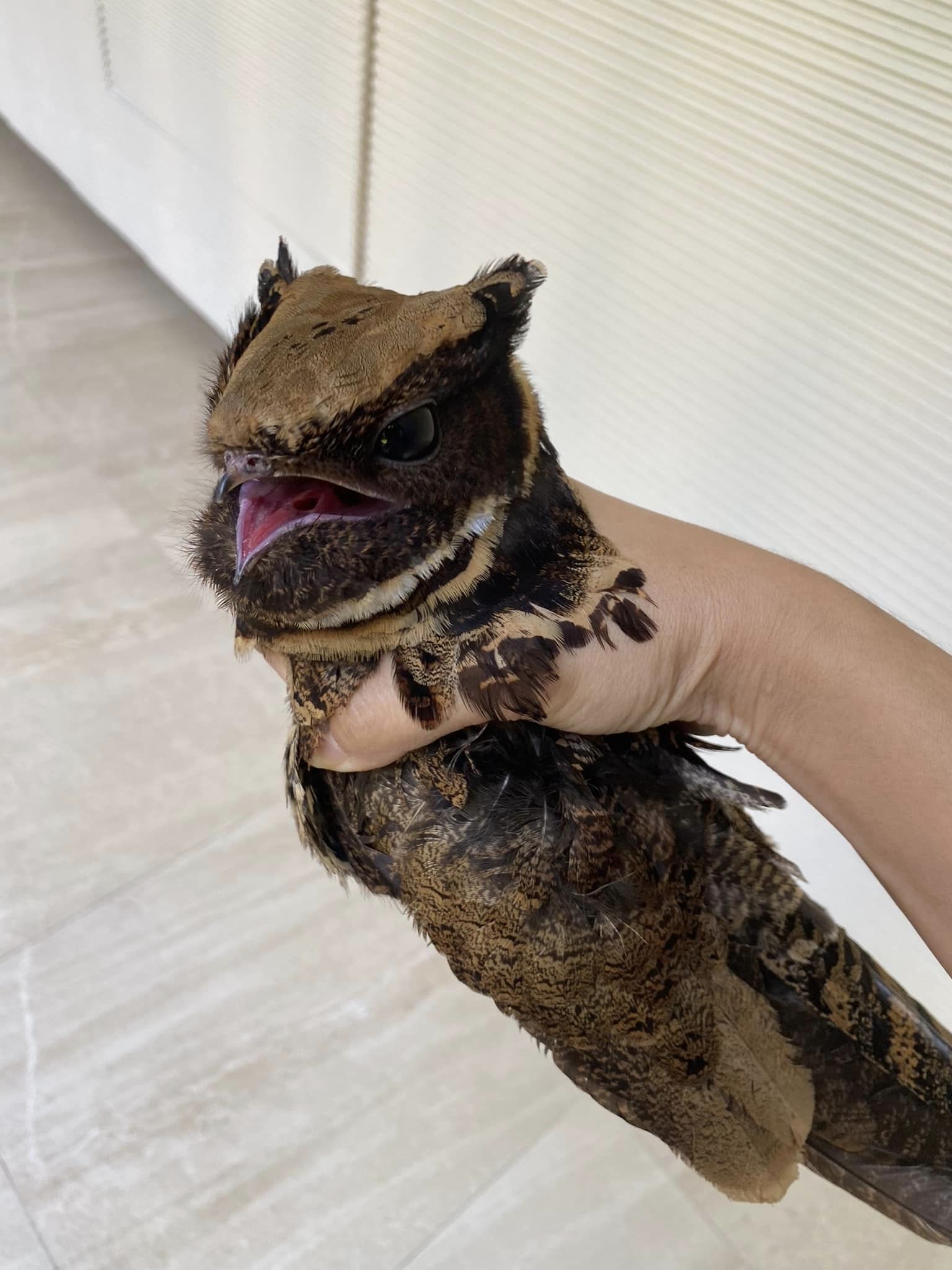 สัตว์หายาก