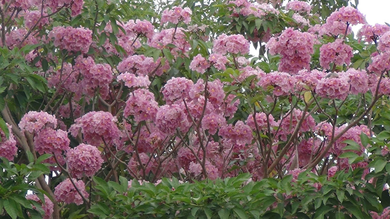 ชมพูพันธุ์ทิพย์ 2565