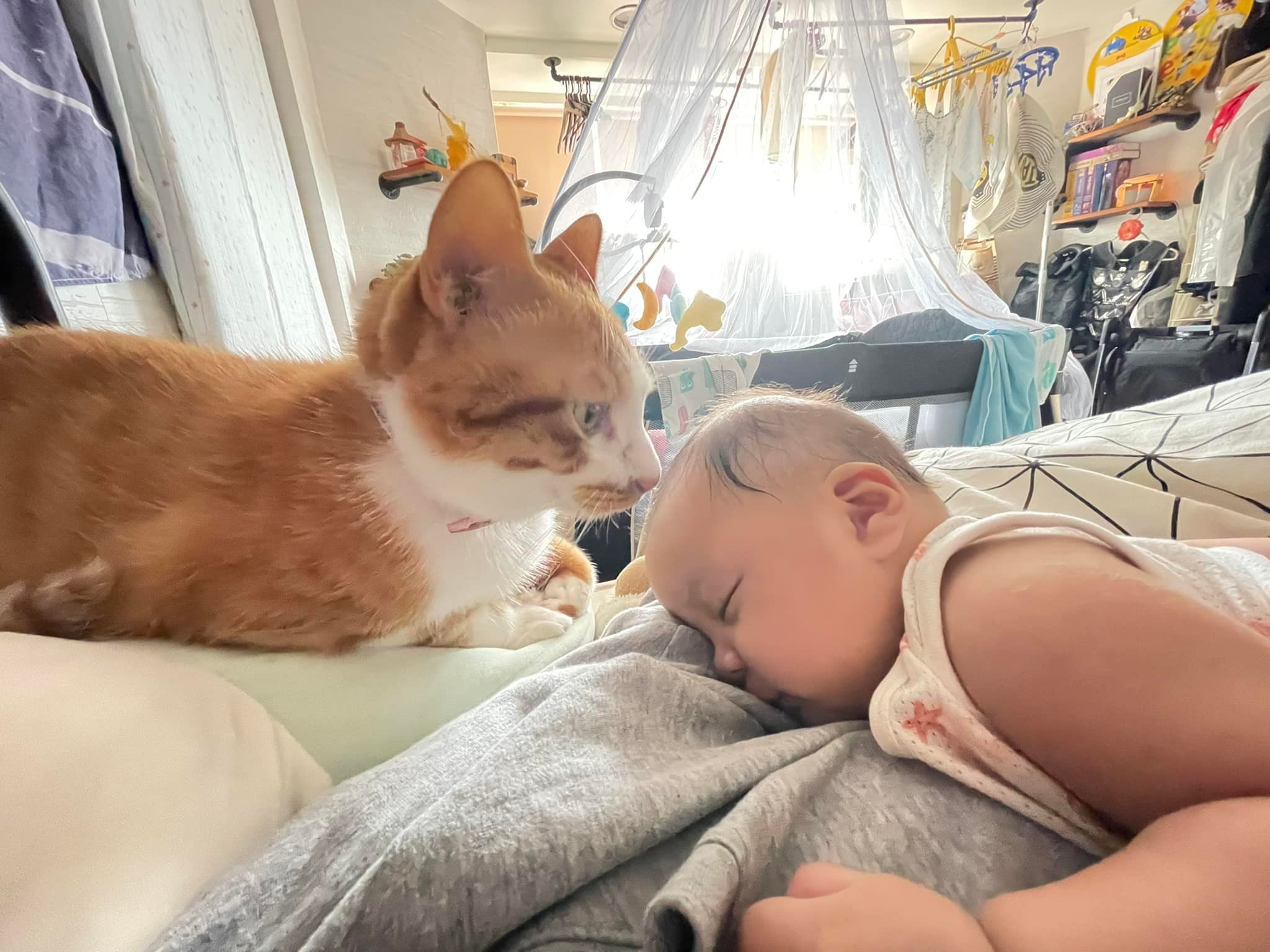 เลี้ยงลูกกับแมว