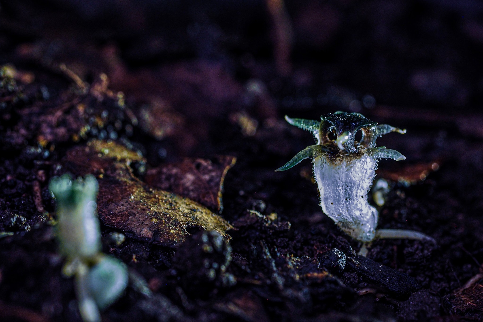 พิศวงไทยทอง