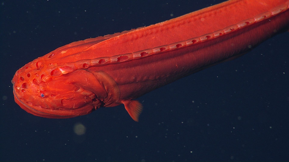 ปลาเวลฟิช