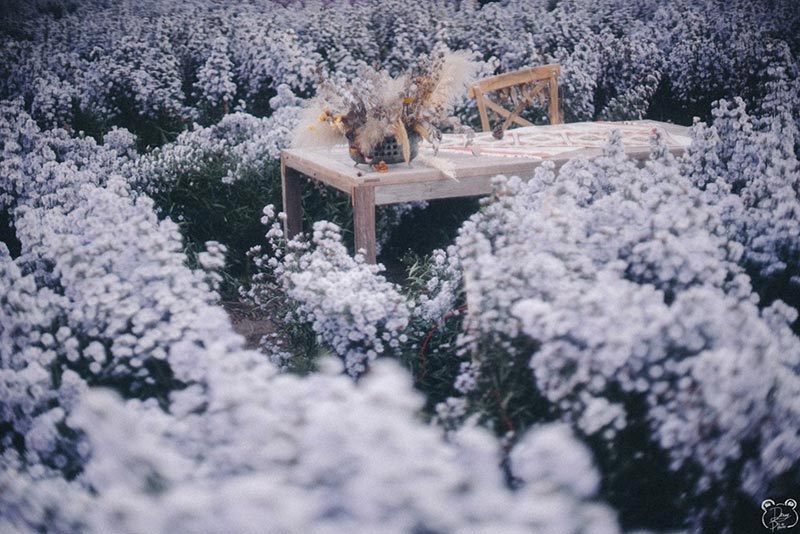 สวนดอกไม้ เชียงใหม่