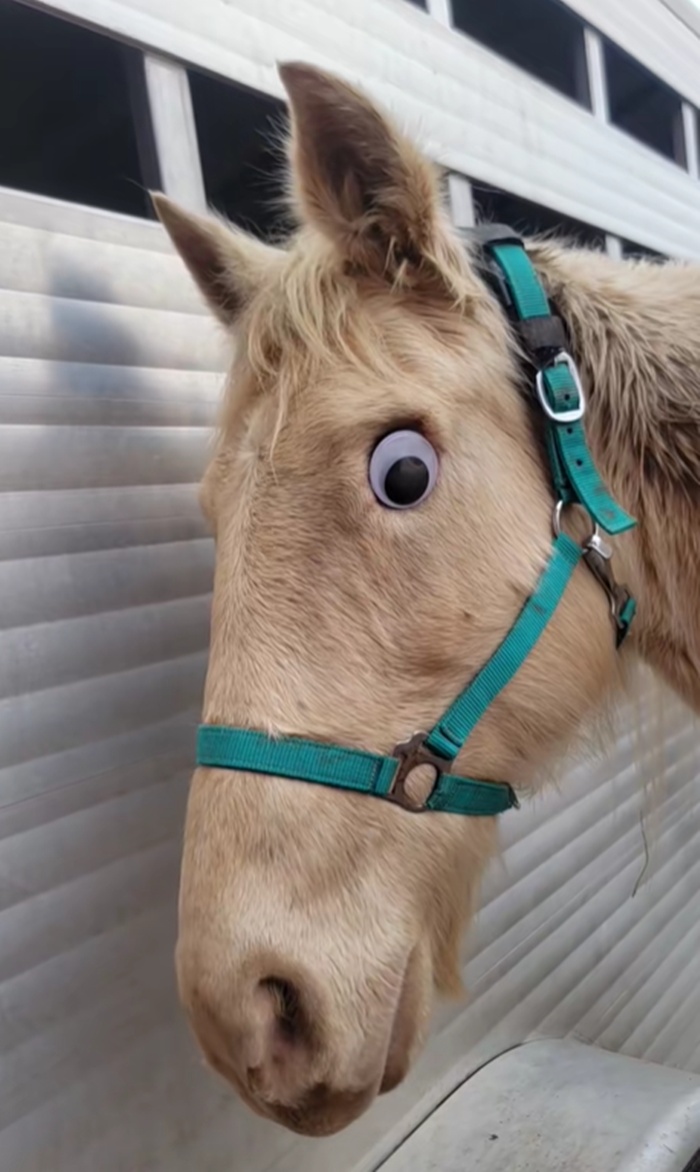 ม้าตาบอด