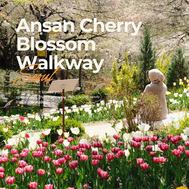 Ansan Cherry Blossom Walkway,
